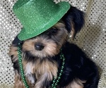 Small Photo #11 Yorkshire Terrier Puppy For Sale in MIAMI, FL, USA