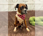 Small #3 Boxer
