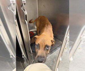 Redbone Coonhound Dogs for adoption in Lee's Summit, MO, USA