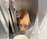 Small Redbone Coonhound