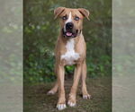 Small #5 Boxer-Mastiff Mix