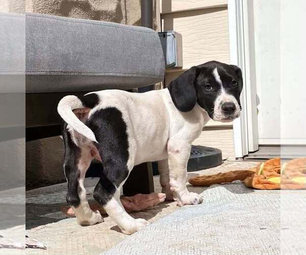 Medium Photo #12 Basset Hound-Unknown Mix Puppy For Sale in New York, NY, USA