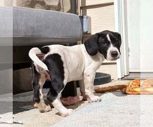 Dolly (GA) - Female Basset Hound-Unknown Mix Dog for Adoption - Photo #12