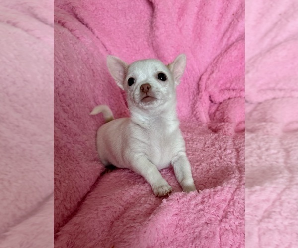 Medium Photo #7 Chihuahua Puppy For Sale in SPARKS, NV, USA