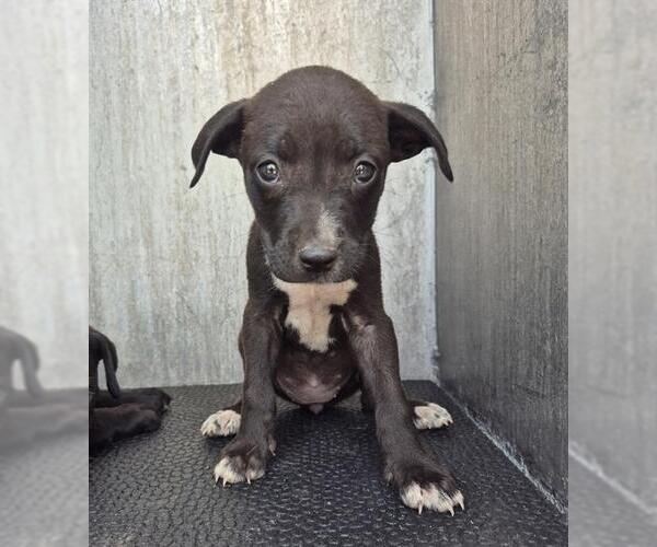 Medium Photo #1 Labrador Retriever-Unknown Mix Puppy For Sale in San Antonio, TX, USA