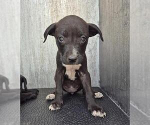 Labrador Retriever-Unknown Mix Dogs for adoption in San Antonio, TX, USA