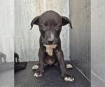 Small Labrador Retriever Mix