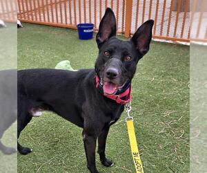RAIDER - Male German Shepherd Dog-Unknown Mix Dog for Adoption - Photo #2