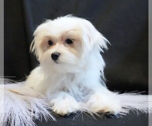 Maltese Puppy for Sale in ROCK VALLEY, Iowa USA