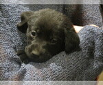 Small Photo #3 Labrador Retriever Puppy For Sale in AMBOY, WA, USA