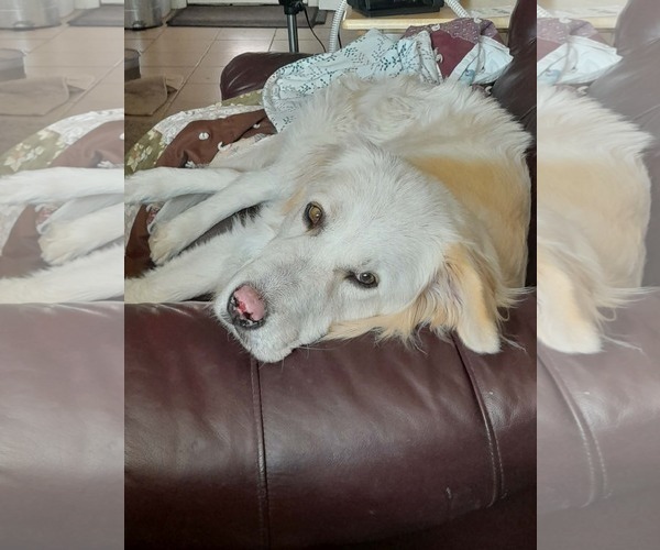 Medium Photo #3 Great Pyrenees Puppy For Sale in Bountiful, UT, USA