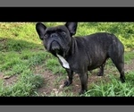 Small Photo #1 French Bulldog Puppy For Sale in SACRAMENTO, CA, USA