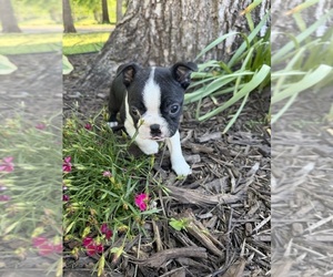 Boston Terrier Puppy for sale in FREDONIA, KS, USA