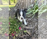 Small Boston Terrier