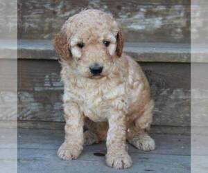 Poodle (Miniature) Puppy for sale in STANLEY, WI, USA
