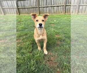 Mutt Dogs for adoption in Greenville, SC, USA