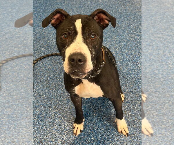 Medium Photo #3 Mutt Puppy For Sale in Tarboro, NC, USA