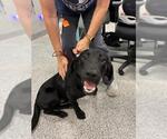 Small Labrador Retriever