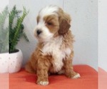 Small #2 Goldendoodle (Miniature)