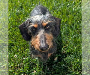 Dachshund Dogs for adoption in Shelbyville, TN, USA