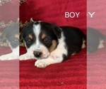 Small Photo #4 Cowboy Corgi Puppy For Sale in MENIFEE, CA, USA