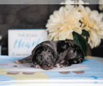 Small Photo #3 Aussiedoodle Puppy For Sale in STRAFFORD, MO, USA
