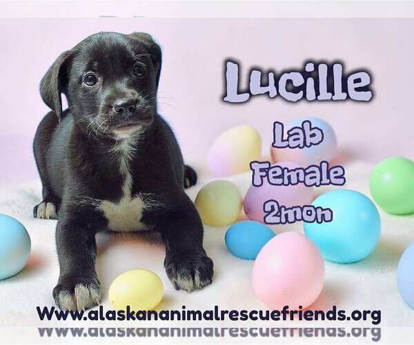 Medium Photo #1 Labrador Retriever-Unknown Mix Puppy For Sale in Anchorage, AK, USA