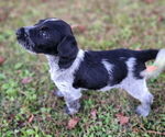 Small #3 German Shorthaired Pointer-Goldendoodle Mix