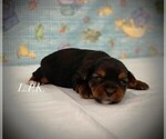 Image preview for Ad Listing. Nickname: Tiny Cooper