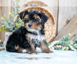 Small Photo #21 Yorkshire Terrier Puppy For Sale in GREENWICH, OH, USA