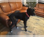 Small #2 Great Dane