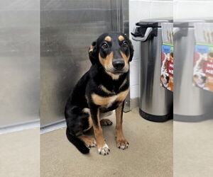 Rottweiler-Unknown Mix Dogs for adoption in Rockaway, NJ, USA