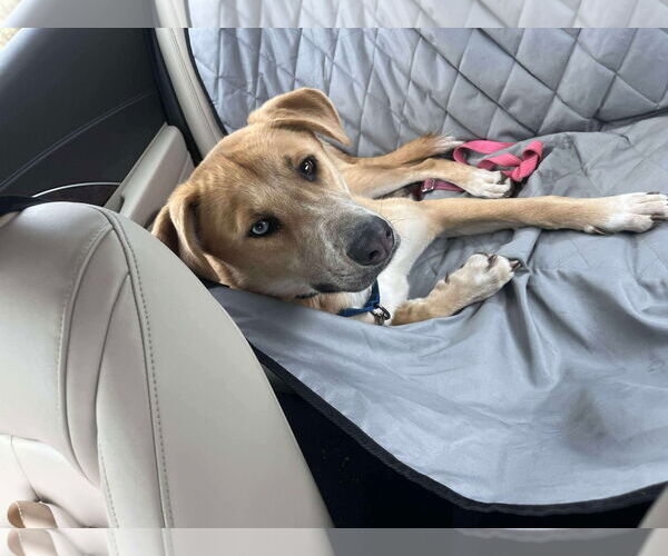 Medium Photo #35 Retriever -Unknown Mix Puppy For Sale in Rustburg, VA, USA