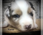 Small Photo #16 Australian Shepherd Puppy For Sale in ARBA, IN, USA