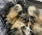 Small #6 Poodle (Toy)-ShihPoo Mix