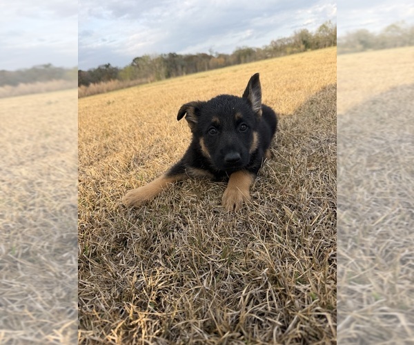 Medium Photo #1 German Shepherd Dog Puppy For Sale in GREENVILLE, NC, USA
