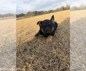 German Shepherd Dog Puppy for sale in GREENVILLE, NC, USA