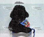 Small #10 Poodle (Toy)
