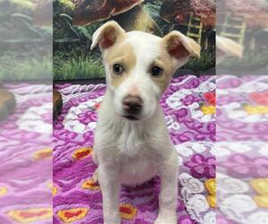 Rat Terrier Dogs for adoption in Globe, AZ, USA