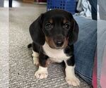 Small #1 Dachshund