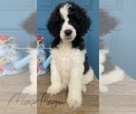 Small Photo #6 Poodle (Standard) Puppy For Sale in WICHITA FALLS, TX, USA