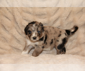 Australian Shepherd Puppy for sale in STEWART, MS, USA