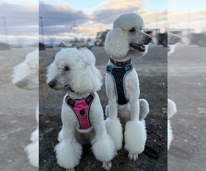 Father of the Poodle (Standard) puppies born on 04/13/2025