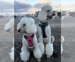 Small Photo #1 Poodle (Standard) Puppy For Sale in ZILLAH, WA, USA