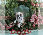 Small Photo #1 Chihuahua Puppy For Sale in NEWVILLE, PA, USA