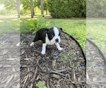 Small #2 Boston Terrier