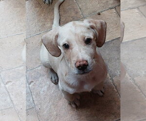 Catahoula Bulldog Dogs for adoption in Sanford, FL, USA