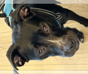 Labrador Retriever-Unknown Mix Dogs for adoption in Fairfax, VA, USA