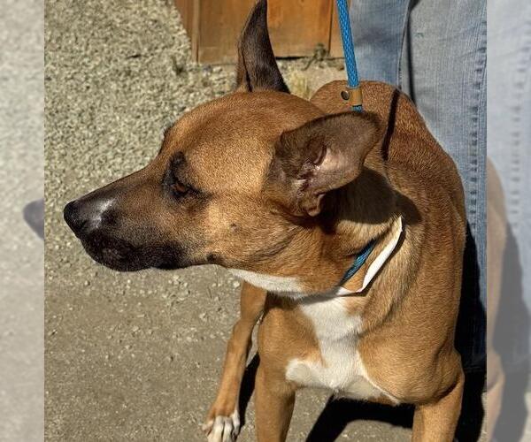 Medium Photo #3 Mutt Puppy For Sale in San Diego, CA, USA