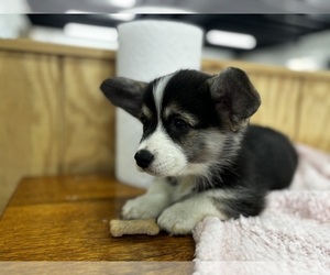 Pembroke Welsh Corgi Litter for sale in COBLESKILL, NY, USA